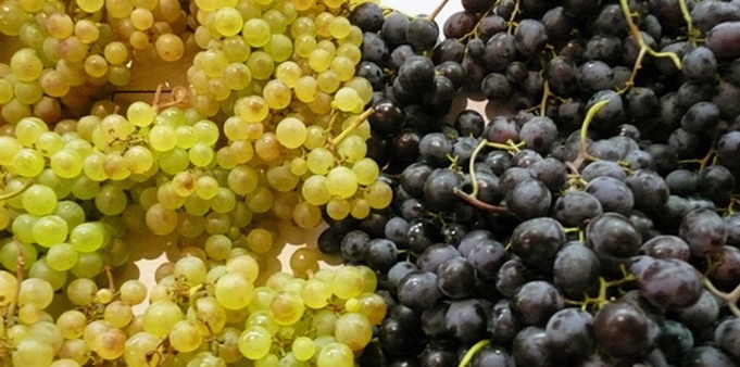 Сорта Винограда